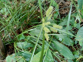 Cyperus rotundus (coco-grass, Java grass, nut grass, purple nut sedge, purple nutsedge, red nut sedge, Khmer kravanh chruk) with natural background. us rotundus is a perennial plant.