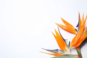 Fototapeta na wymiar Bird of Paradise tropical flowers on white background, top view