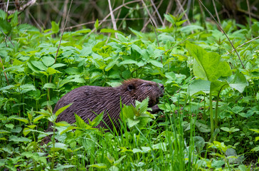 wild brown beaver stepped on a green meadow to enjoy fresh grass