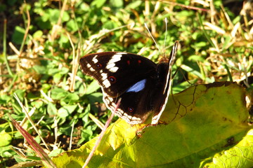 A beautiful South African butterfly with luminescent blue spots.                               