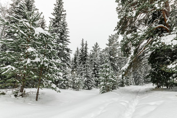 big Christmas trees in the snow in the winter in the forest