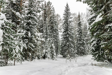 big Christmas trees in the snow in the winter in the forest