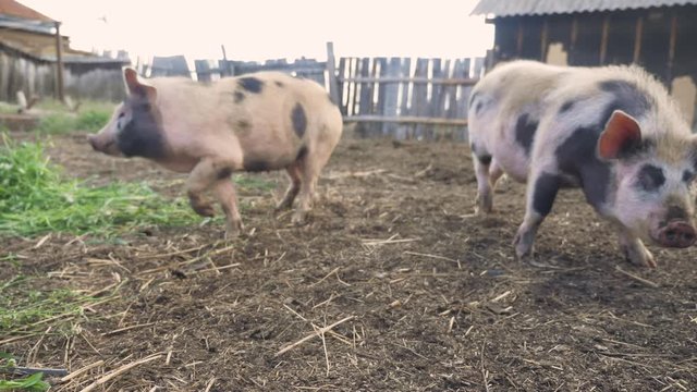 funny pigs sniffing air a wags tail farming agriculture concept. pig on an old farm . adult piglets run in pen on an lifestyle old farm