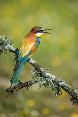 Pair of bee-eaters perched on a branch with spring background