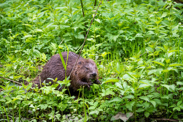 wild brown beaver stepped on a green meadow to enjoy fresh grass
