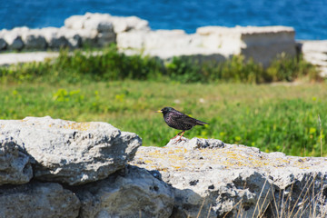 Black Starling on the background of the sea. A songbird with variegated plumage. Black wings with spots. Bright sunny day.