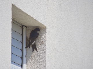 Barn Swallow Building Nest