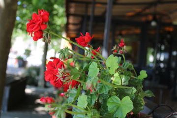 Fototapeta na wymiar red flowers in a garden