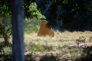 Paisagem rural