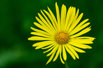 Bright big yellow daisy on a dark green background. Doronicum caucasicum.