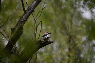 brown jay with blue wings sits on a branch