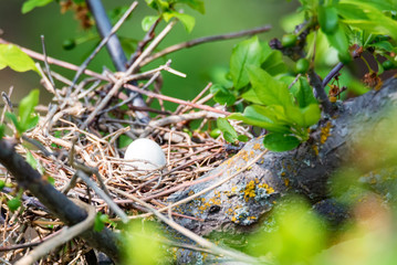 Close up dove nest with an egg in it