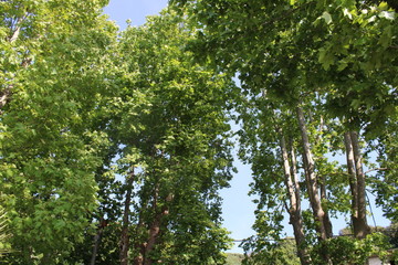Beautiful view of trees in the  dense forest