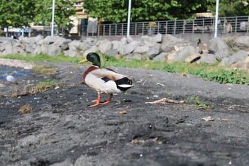 Close view of duck on the beach