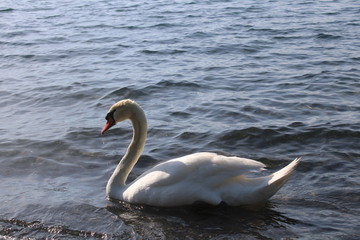 Obraz premium swan swimming in blue lake water 
