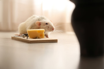 Rat and mousetrap with cheese indoors. Pest control
