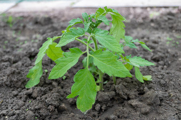 Young green tomato seedlings planted in the ground in the garden. Growing tomatoes in the garden at home.