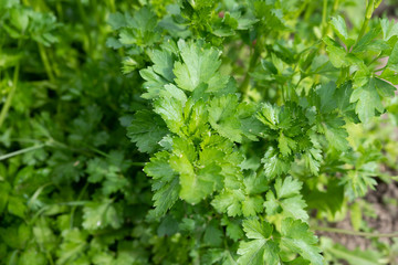 Fototapeta premium Green, fresh parsley leaves under the sun close-up.