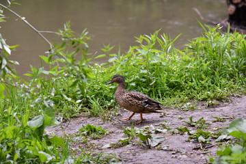 brown ducks on the river in natural conditions