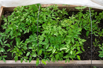 Green, bright, fresh tomato seedlings in a greenhouse under a film planted in the ground. Growing tomatoes at home.