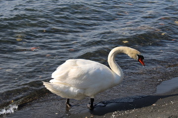 Naklejka premium View of a white duck on the beach of lake 