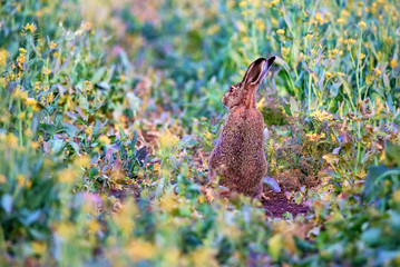 Close up scared European hare or Lepus europaeus in nature
