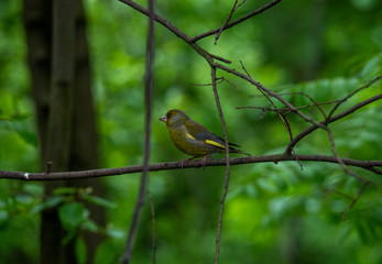 wild birds looking for food in the spring forest