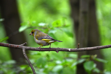 Obraz premium wild birds looking for food in the spring forest