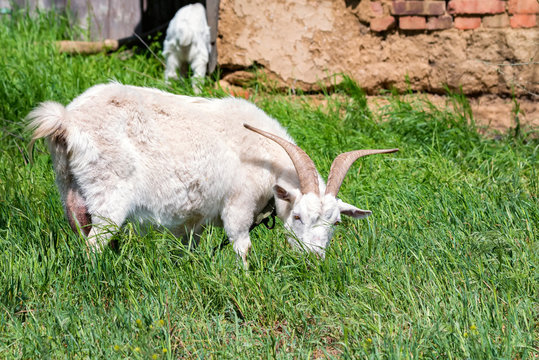 White domestic goat grases in green field