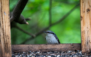 gray-blue bird flew in to enjoy the seeds
