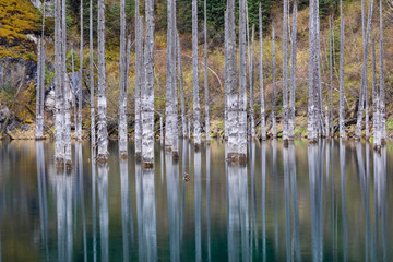 Kaindy lake flooded pine forest