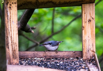 gray-blue bird flew in to enjoy the seeds