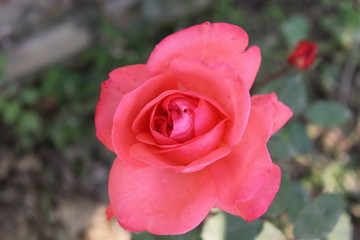 rose