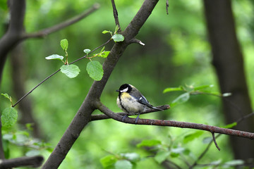 yellow-gray bird tit sits on a branch on a green background