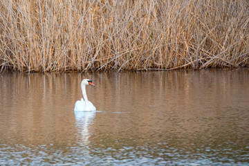 View of mute swan or Cygnus olor floats on water