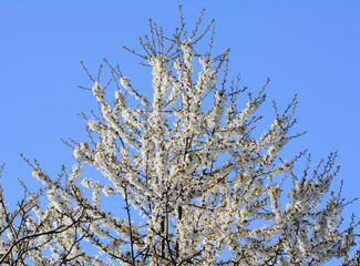 white cherry blossom