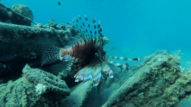Red Lionfish (Pterois volitans) slowly swims on wrecked fishing ship on blue water background. Red Sea, Egypt