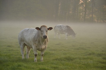 cows in the field