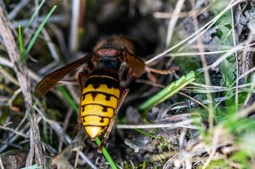 Hornisse / hornet (Vespa crabro)