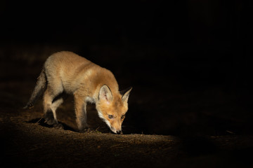 Mammals - European Red Fox (Vulpes vulpes)