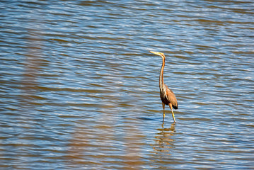 Purple heron wading in the pond
