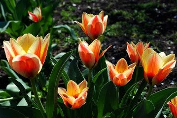 red and yellow tulips