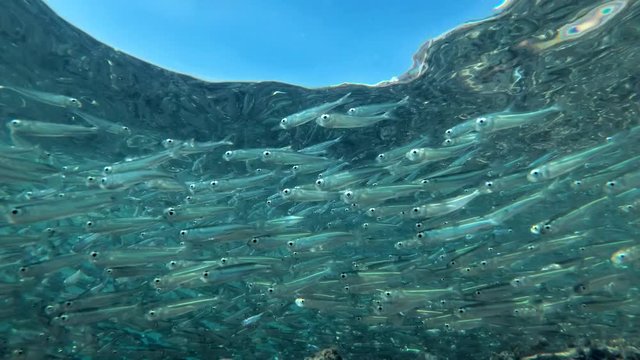 Massive school of small fish swims under surface of blue water, on blue sky background. 