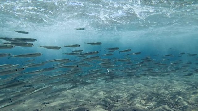 School of small fish swims in shallow water under waves with bubles