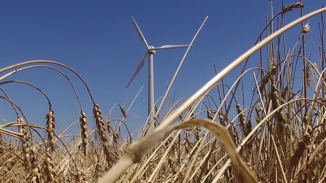 wheat field with eolic turbines wind renewable energy farm slow motion