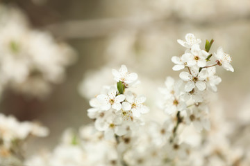 Fototapeta premium Closeup view of blossoming tree outdoors on spring day