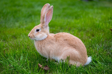 A red-colored rabbit sits on a clipped bright green lawn.The rabbit's tail is visible