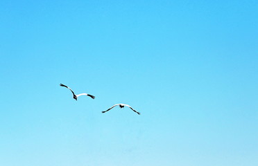 Two Flying Whooping Cranes