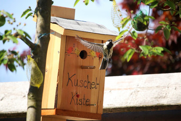 Kohlmeise im Flug