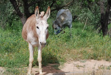 Obraz na płótnie Canvas Spanish Male Horse and Male Mule 